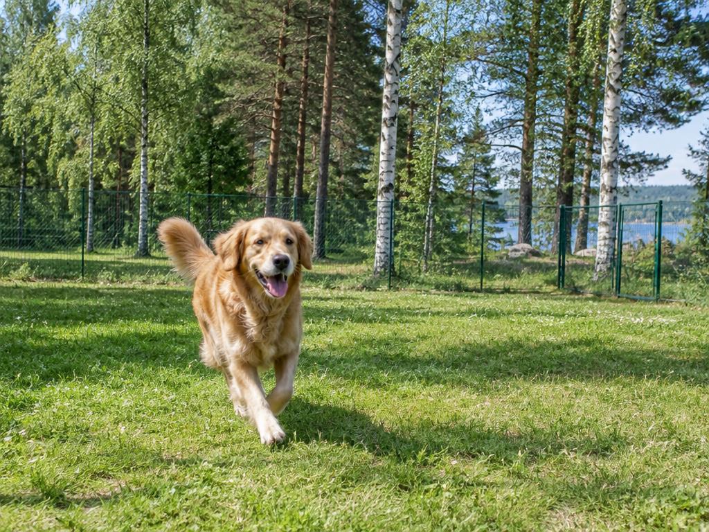 Hund som springer löst på en inhägnad hundrastgård