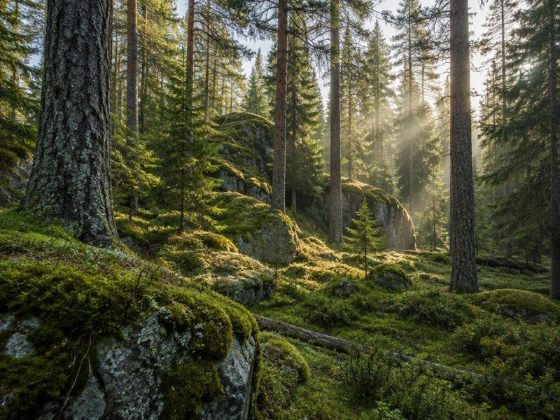 Mossig skogsstig i ett naturreservat